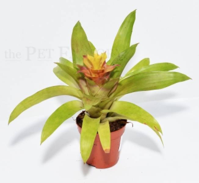 Guzmania spec. FAIRY